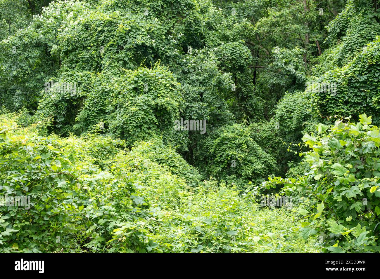Des vignes de kudzu envahissantes couvrent une zone de forêt le long de la piste des Appalaches dans la forêt nationale de Chattahoochee, en Géorgie du Nord. (ÉTATS-UNIS) Banque D'Images