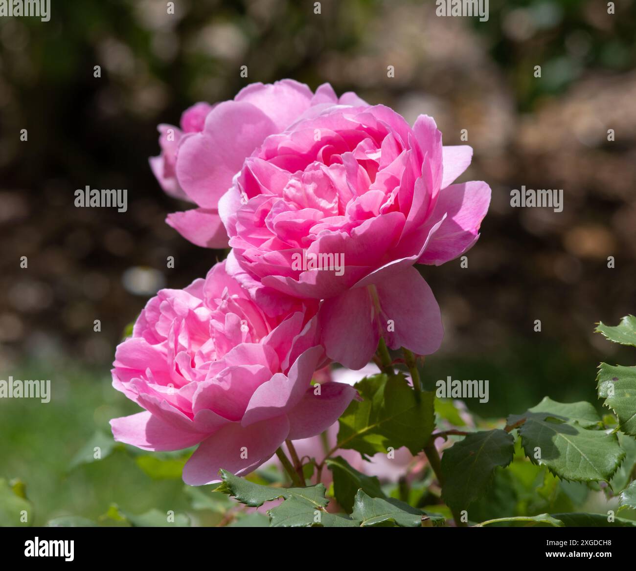 Rosa Maid Marion Banque D'Images