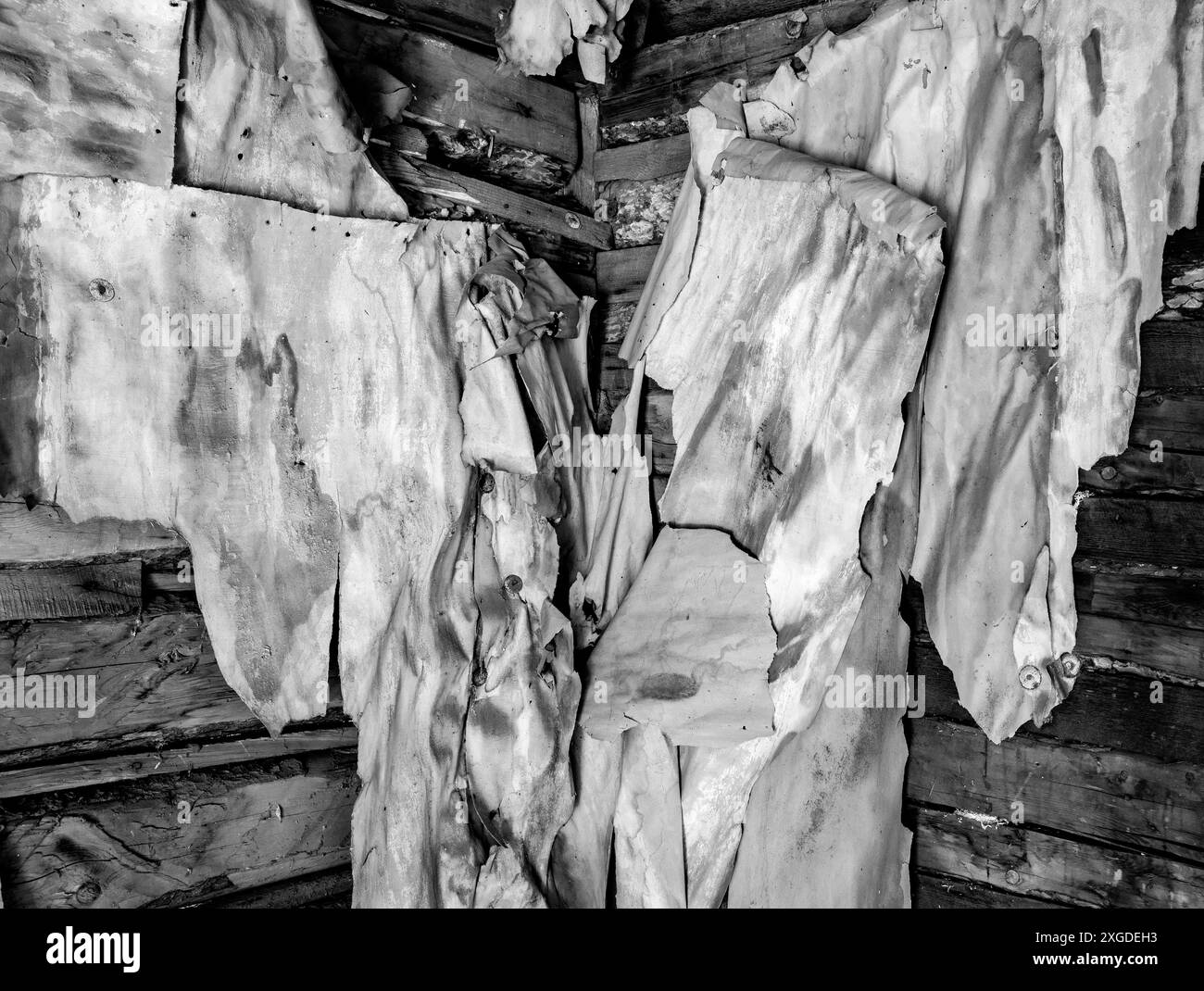 MT00251-00-BW...MONTANA - papier peint pelé dans la ville fantôme de Garnet. Banque D'Images