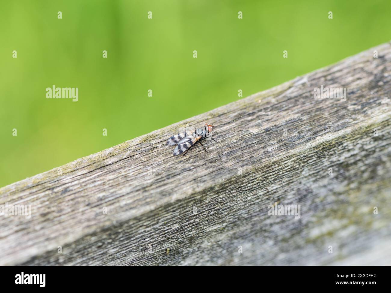 Une mouche perchée, un Wingwaver à ailes de bande (Ceroxys urticae) à Rye Meads, Herts Banque D'Images
