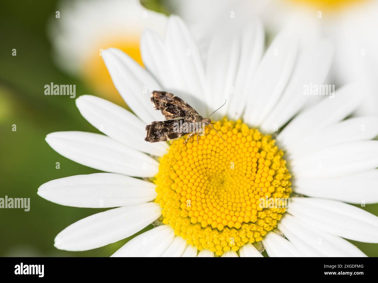 Tap d'ortie commune (Anthophila fabriciana) sur une Marguerite aux yeux de bœuf Banque D'Images