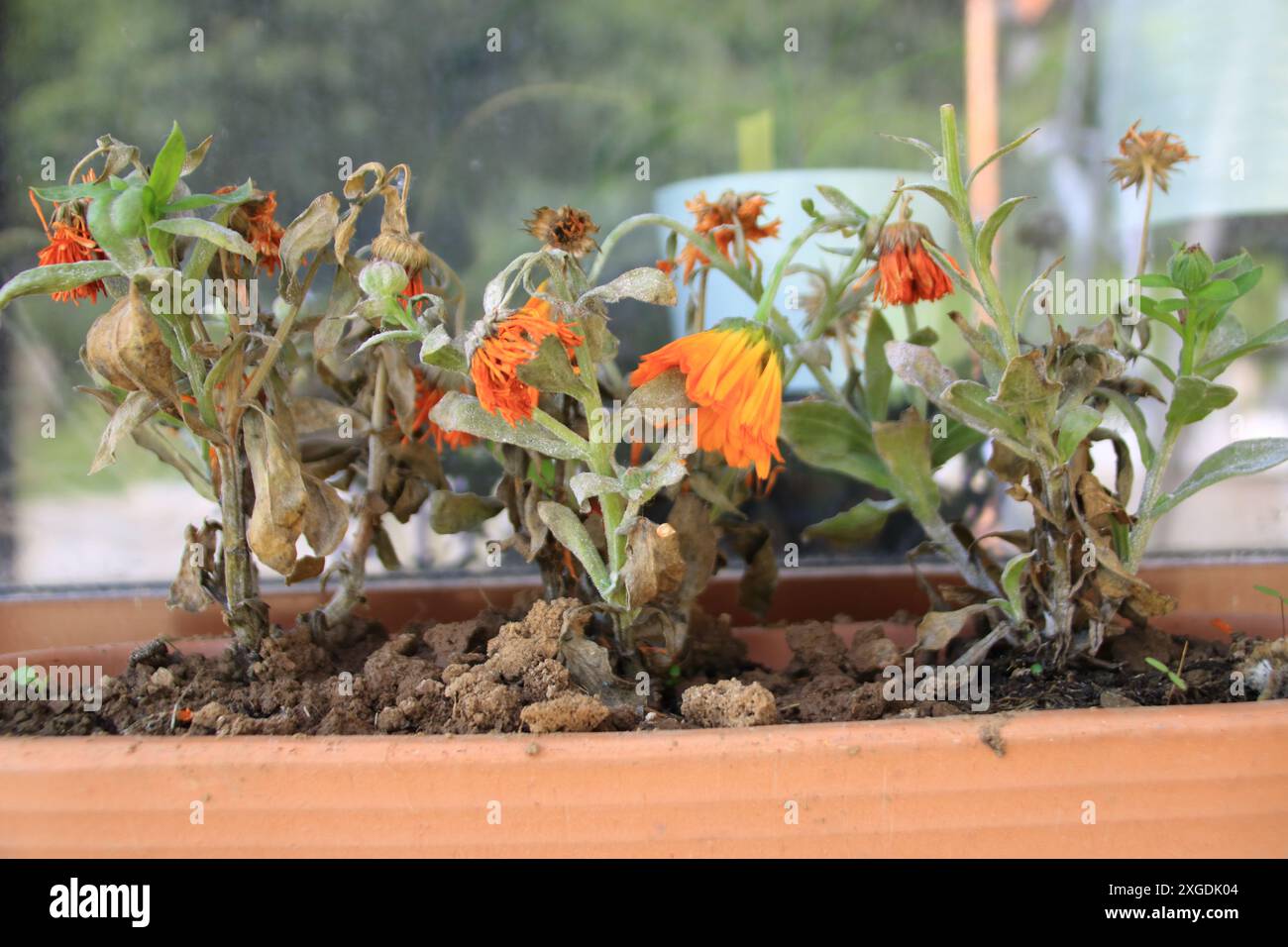 Les fleurs dans un pot de fleurs sont fanées et séchées Banque D'Images