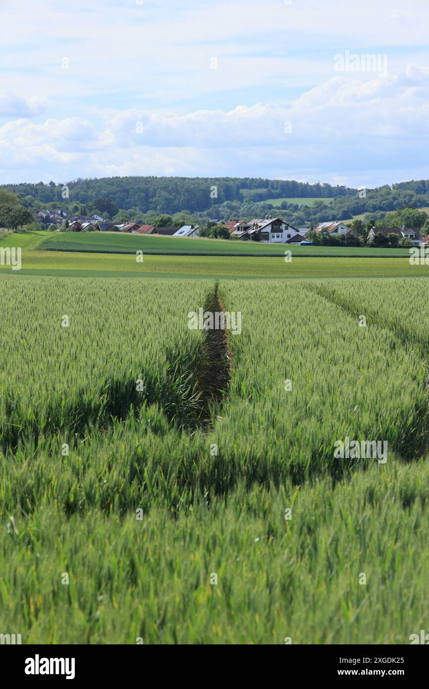 Ruelles dans un champ de céréales à Heckengäu Banque D'Images