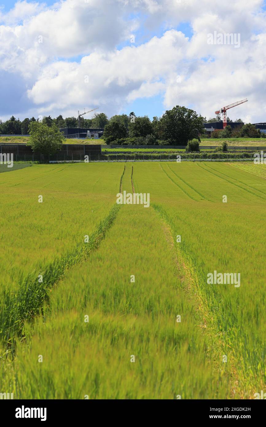 Ruelles dans un champ de céréales à Heckengäu Banque D'Images