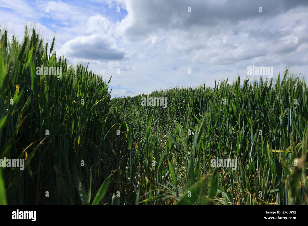 Regardant à travers la voie dans un champ de céréales Banque D'Images