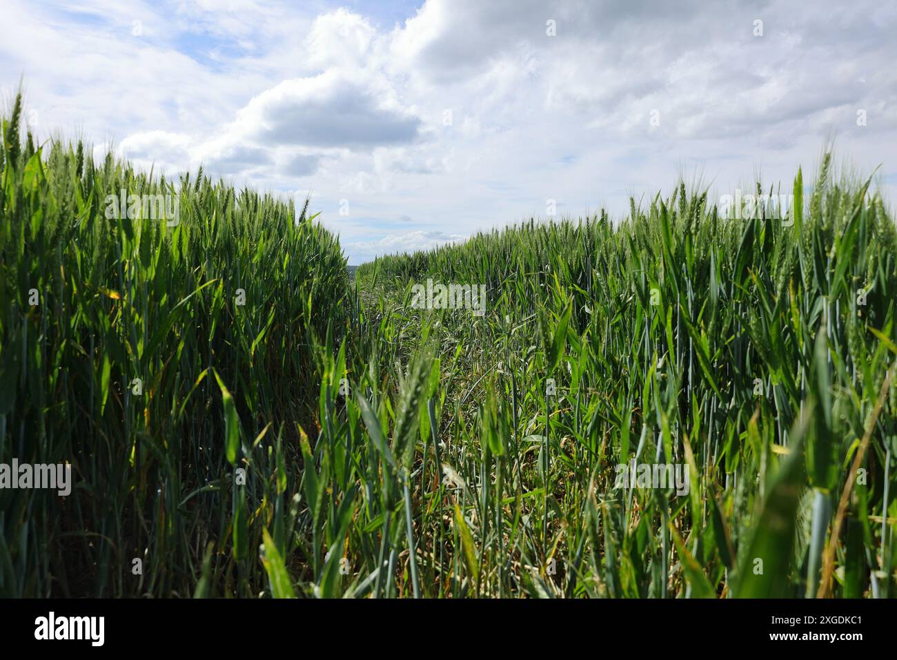 Regardant à travers la voie dans un champ de céréales Banque D'Images