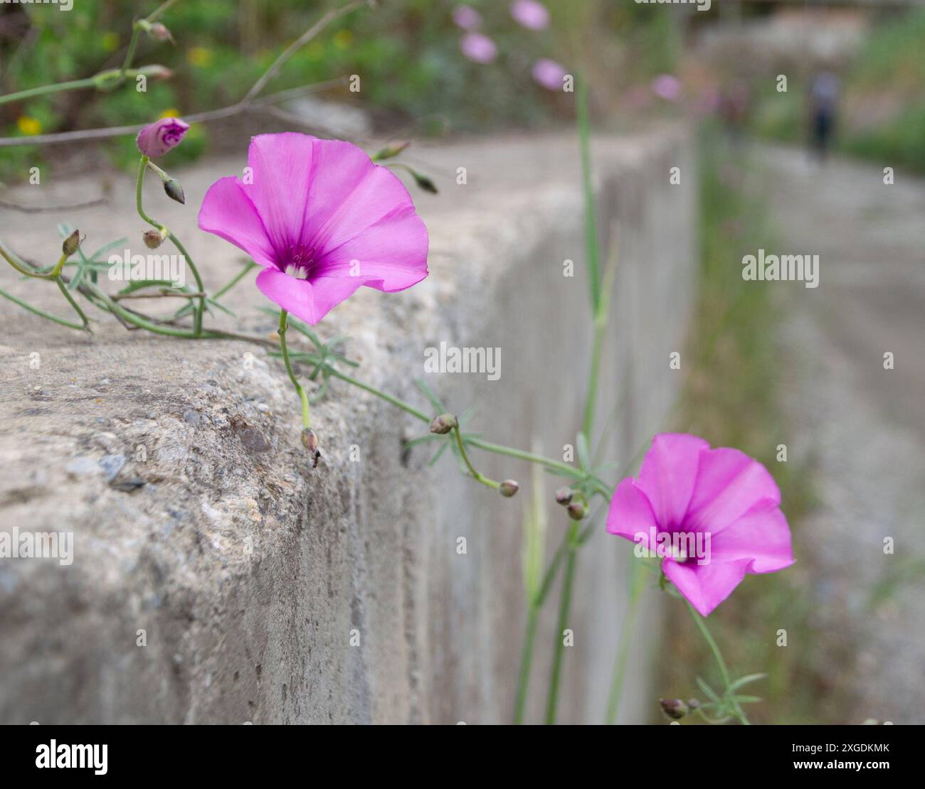 Fleurs de bindweed rose sauvage suspendues au-dessus d'un mur Banque D'Images