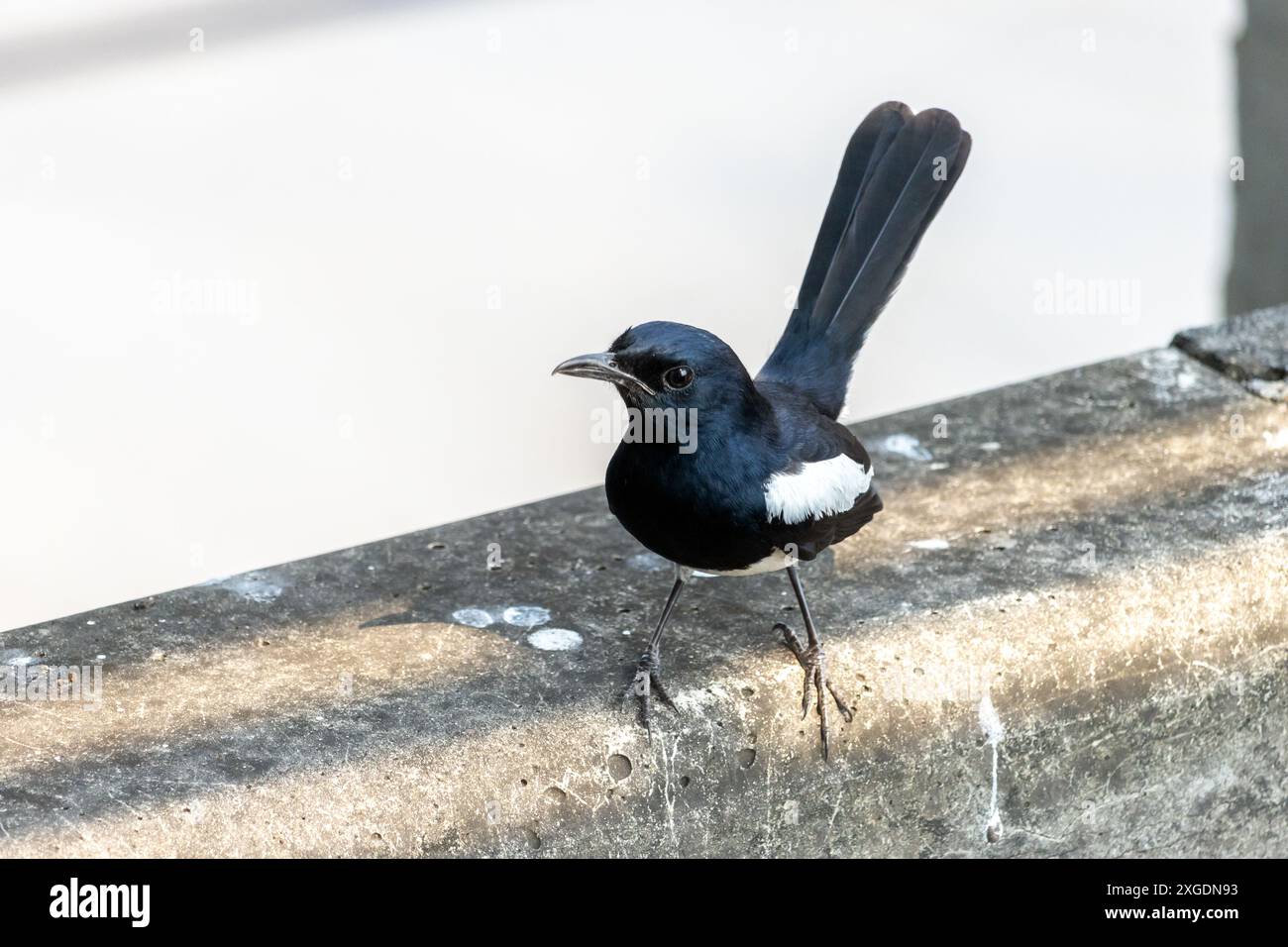 Oriental Magpie Robin - Copsychus saularis est assis sur un mur à la rue de la ville, Thaïlande. Banque D'Images