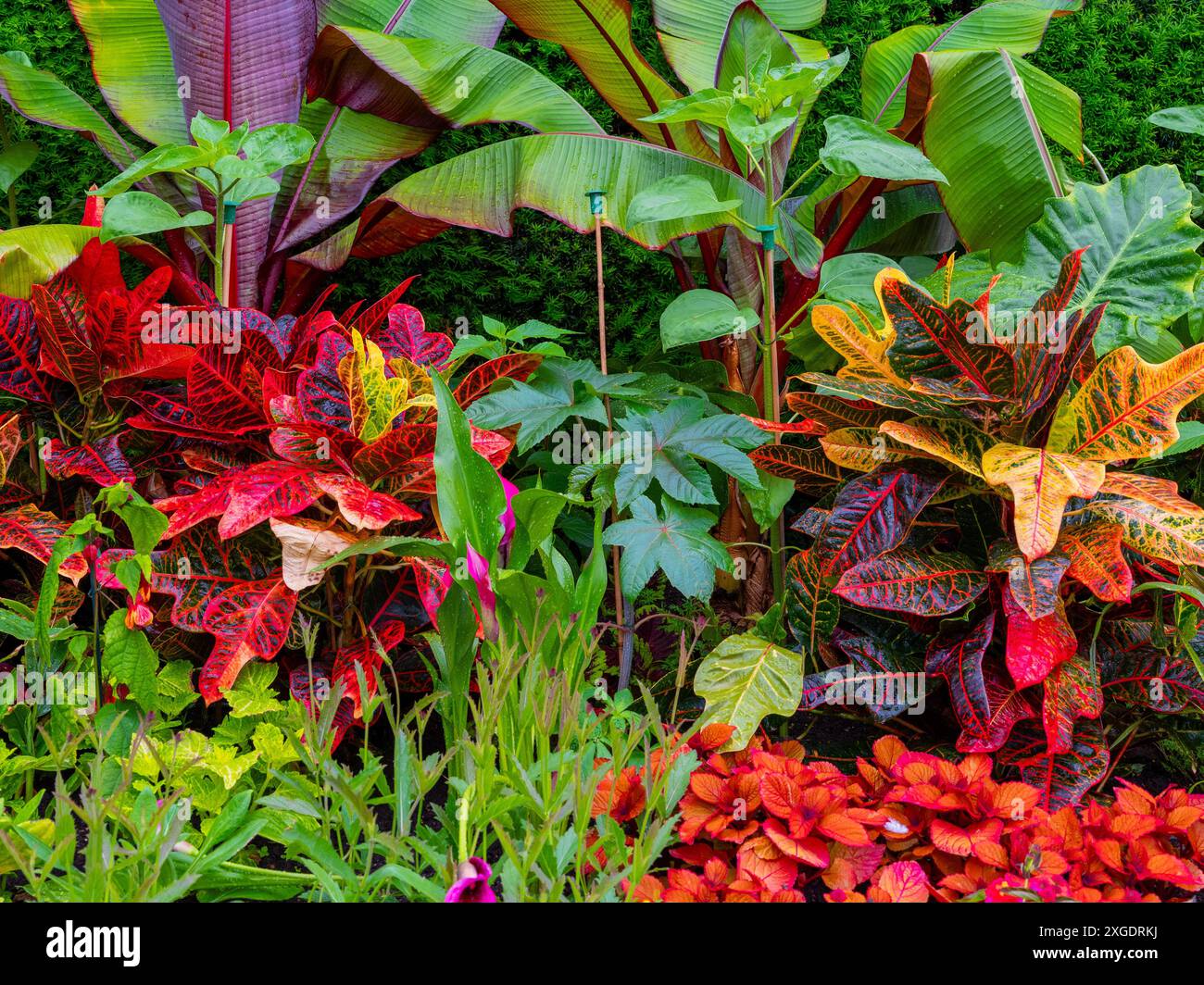 Beau fond de jardin anglais vibrant en vert et rouge Banque D'Images