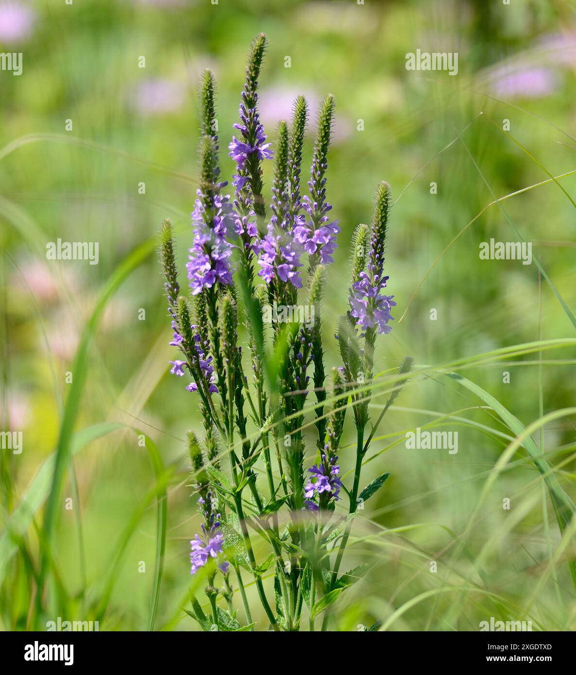 Verveine (Verbena stricta) Banque D'Images