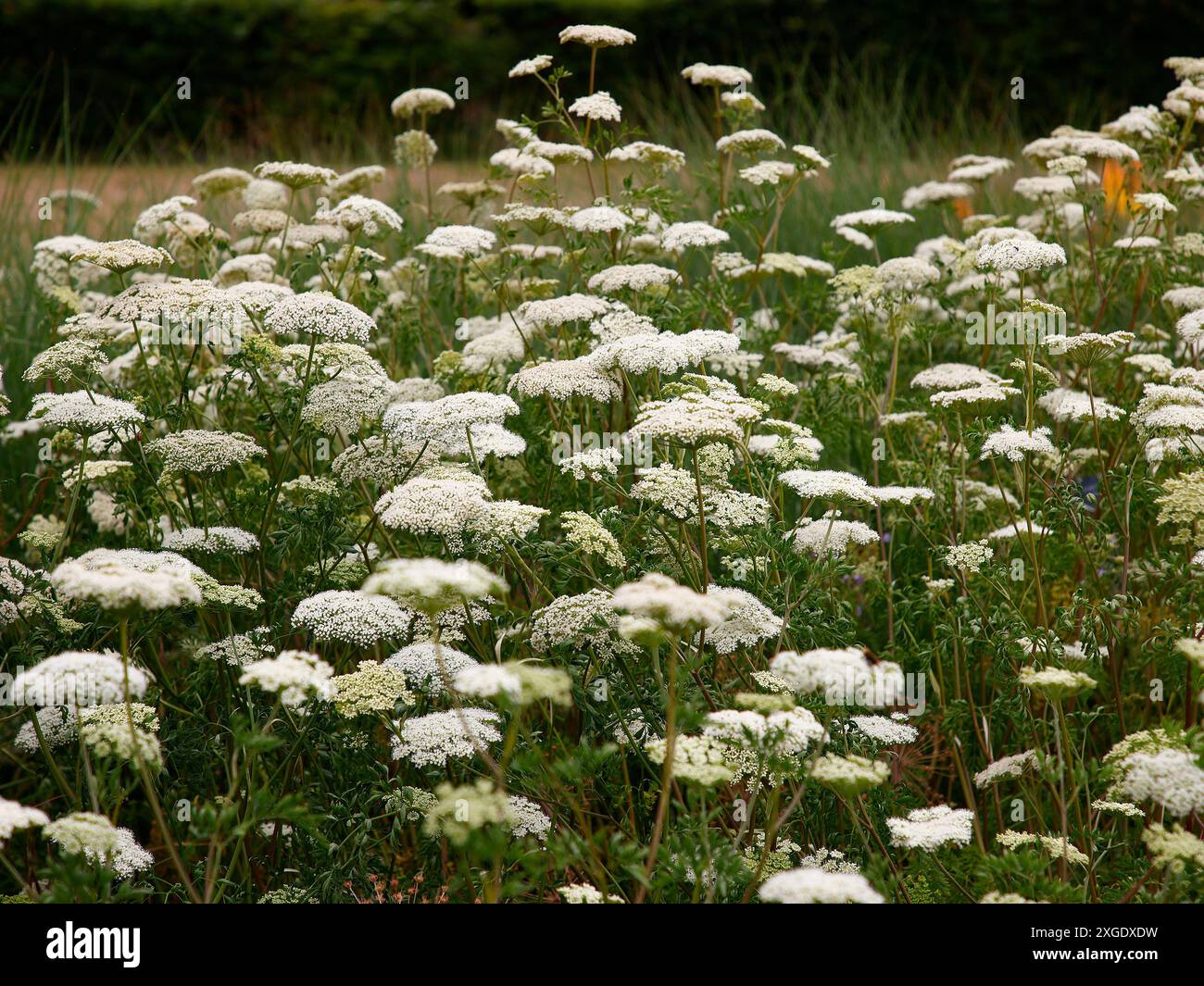 Gros plan de la fleur blanche verte de la plante herbacée de jardin vivace cenolophium denudatum. Banque D'Images