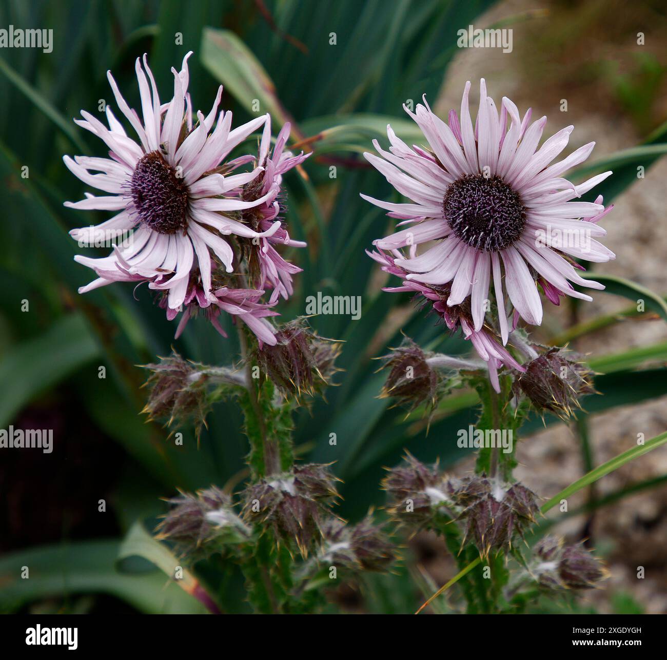 Gros plan de la fleur violette de la plante de jardin vivace berkheya purpurea. Banque D'Images