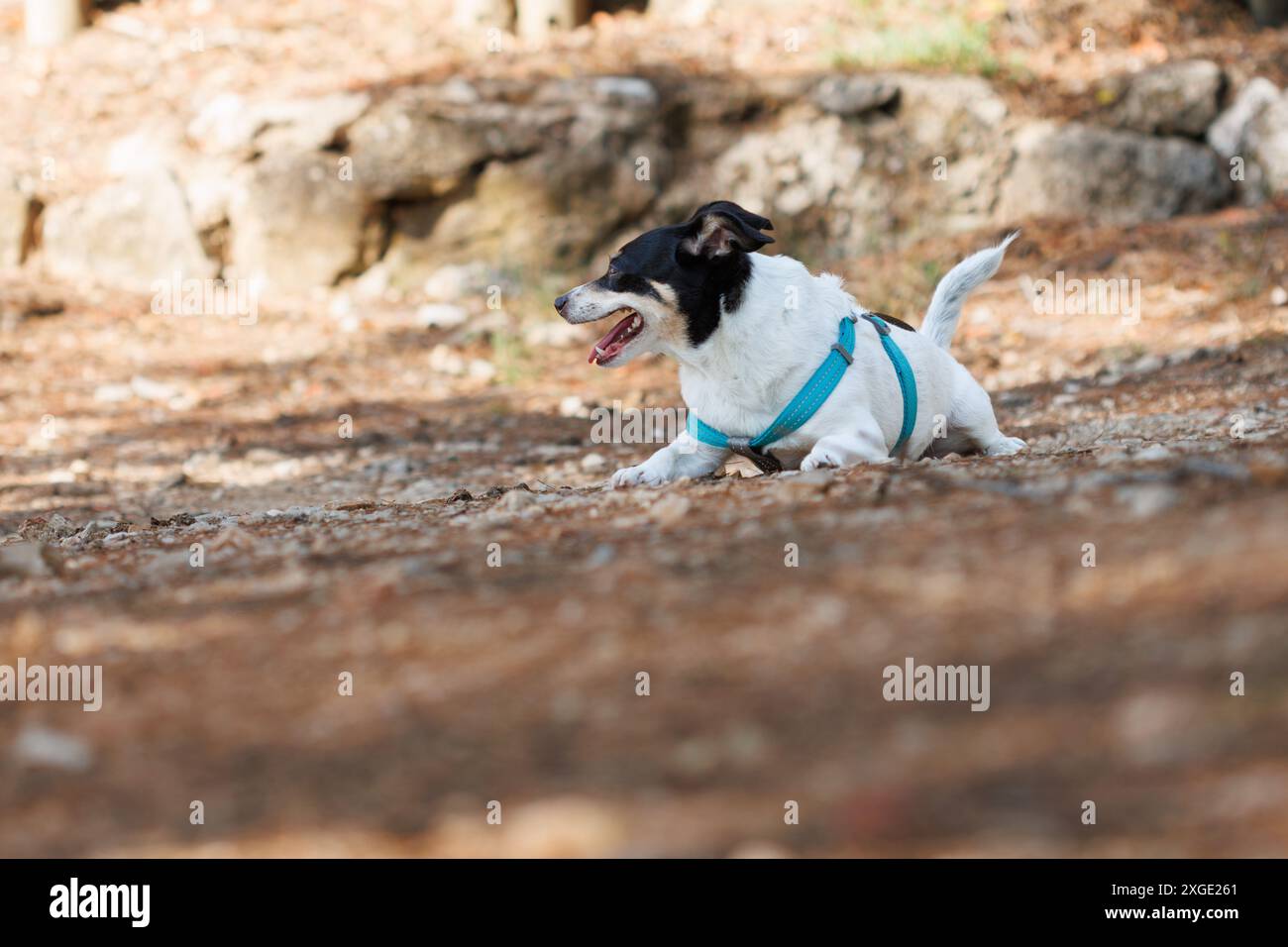 Femelle Bodeguero Buzzard chien allongé sur le chemin après la promenade quotidienne, Alcoy, Espagne Banque D'Images