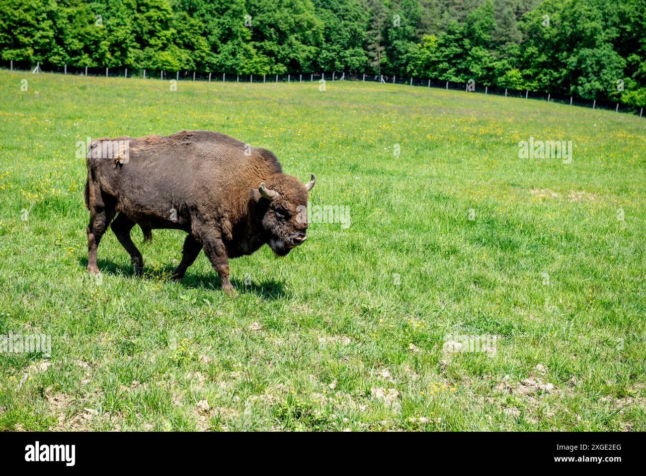 Femelle adulte de bison d'Europe en forêt, une espèce menacée. Banque D'Images
