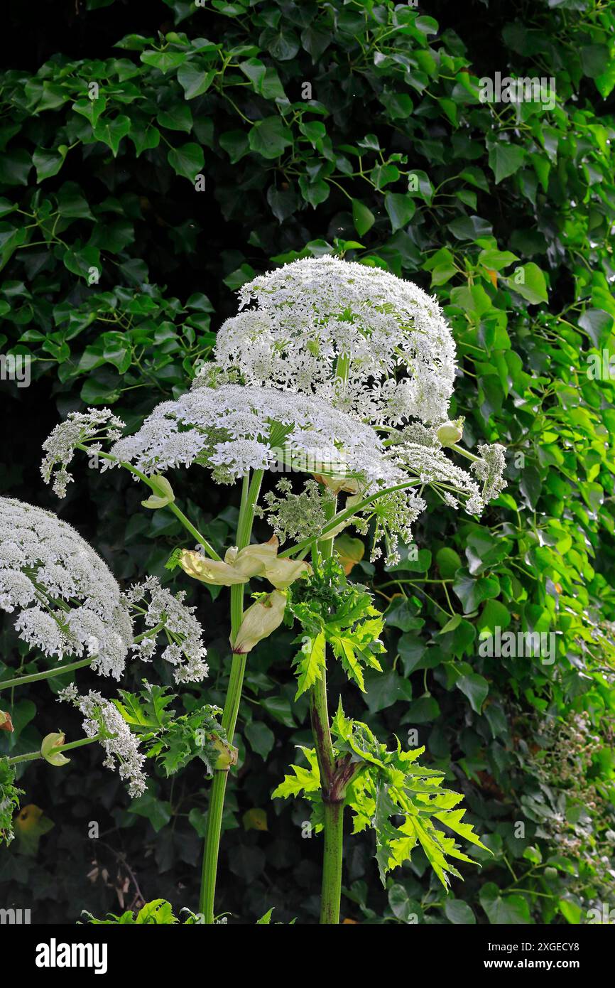 Géant Hogweed - heracleum mantegazzianum - culture en zone urbaine, centre-ville de Cardiff, pays de Galles du Sud. Prise en juillet 2024 Banque D'Images