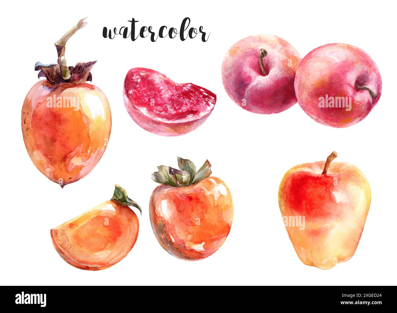 Aquarelle fruit illustration Collection pommes, Persimmons et Plum idéal pour les projets Banque D'Images