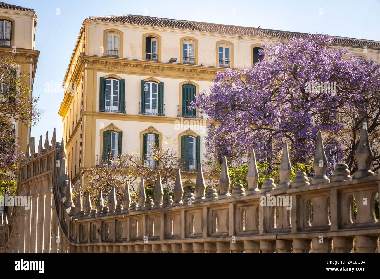 Arbre jacaranda violet à l'extérieur d'un bâtiment historique attrayant dans le centre de Málaga, Espagne Banque D'Images