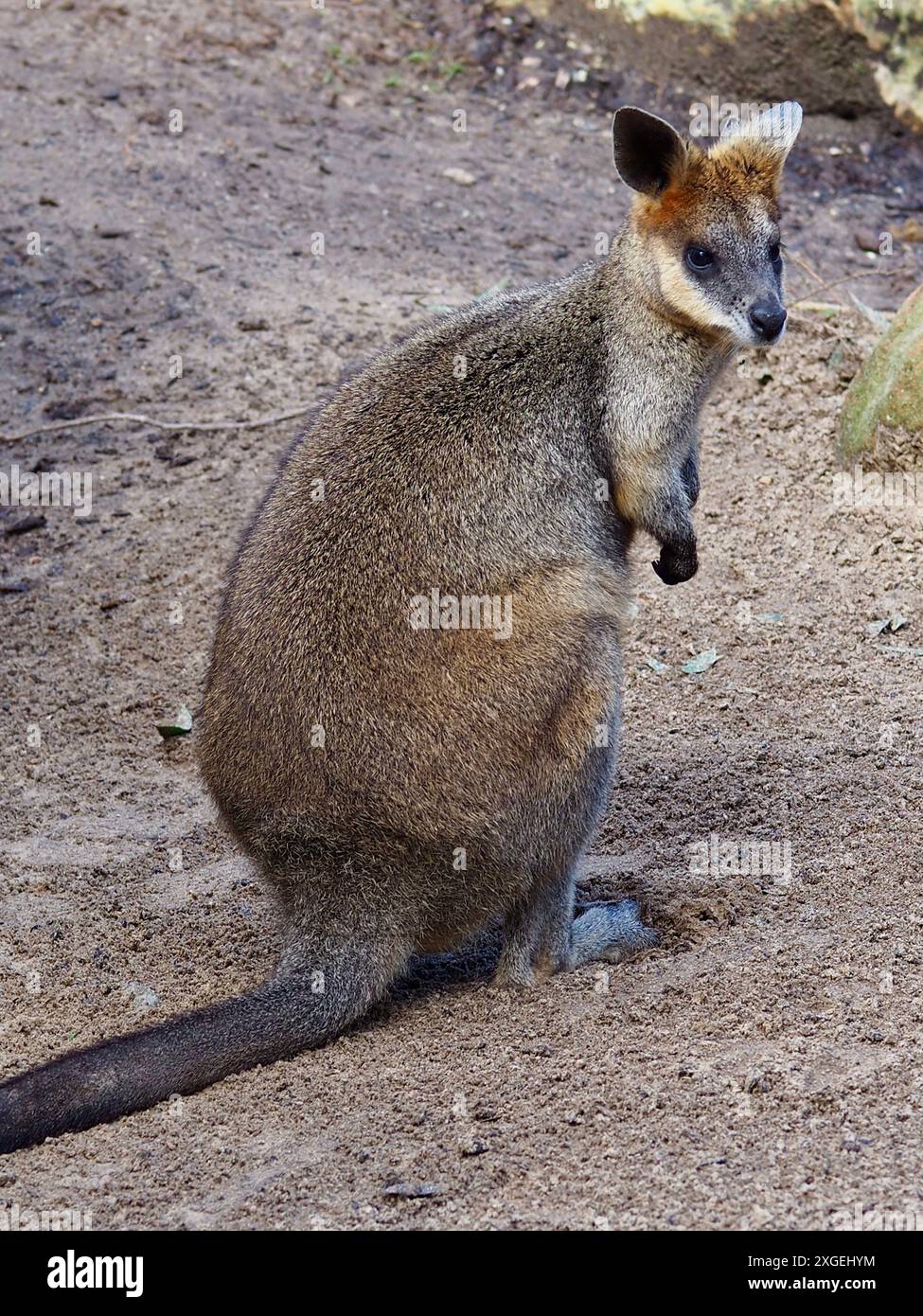 Attachant magnifique Swamp Wallaby dans la beauté naturelle. Banque D'Images