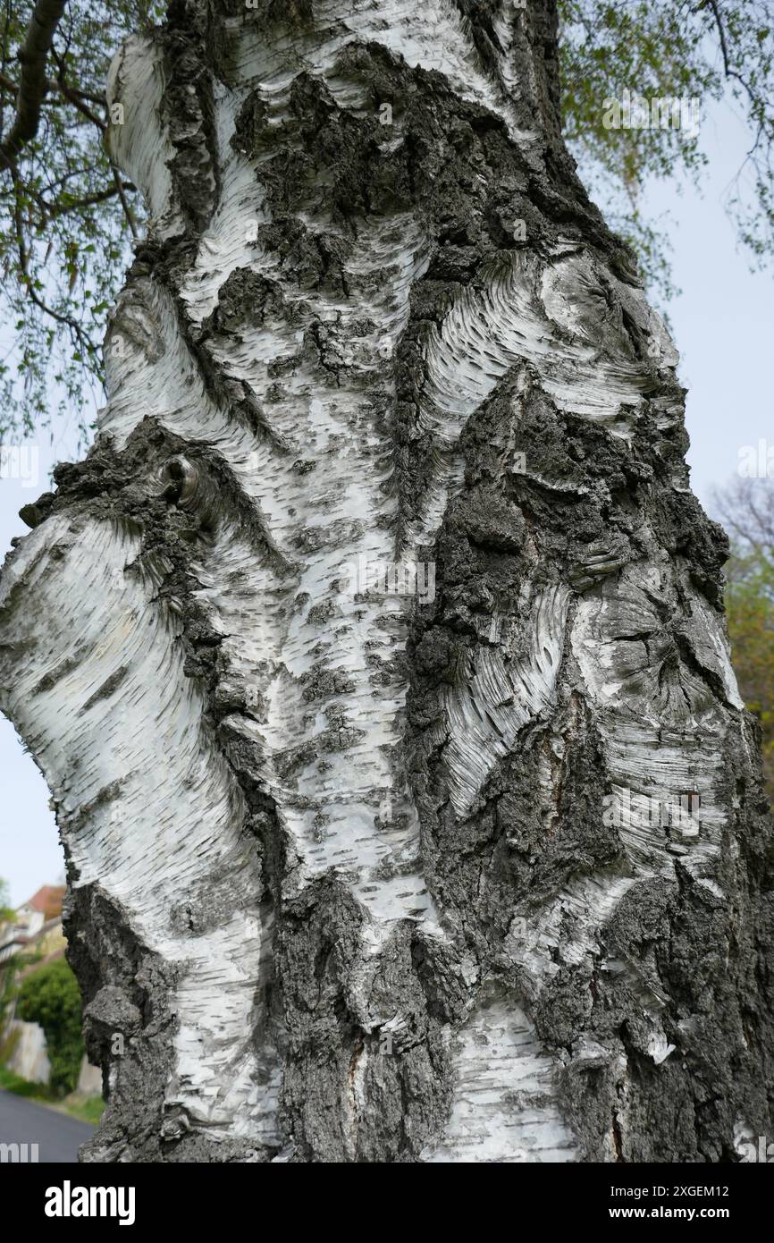 Écorce de bouleau avec motif naturel détaillé Banque D'Images
