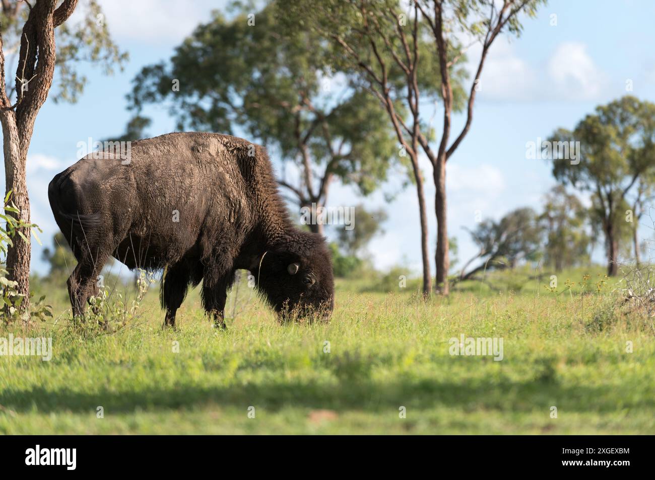 Un bison américain se nourrit graduellement de prairies dans un pays de broussailles ouvertes sur une station à Mingella, dans le nord du Queensland, en Australie Banque D'Images