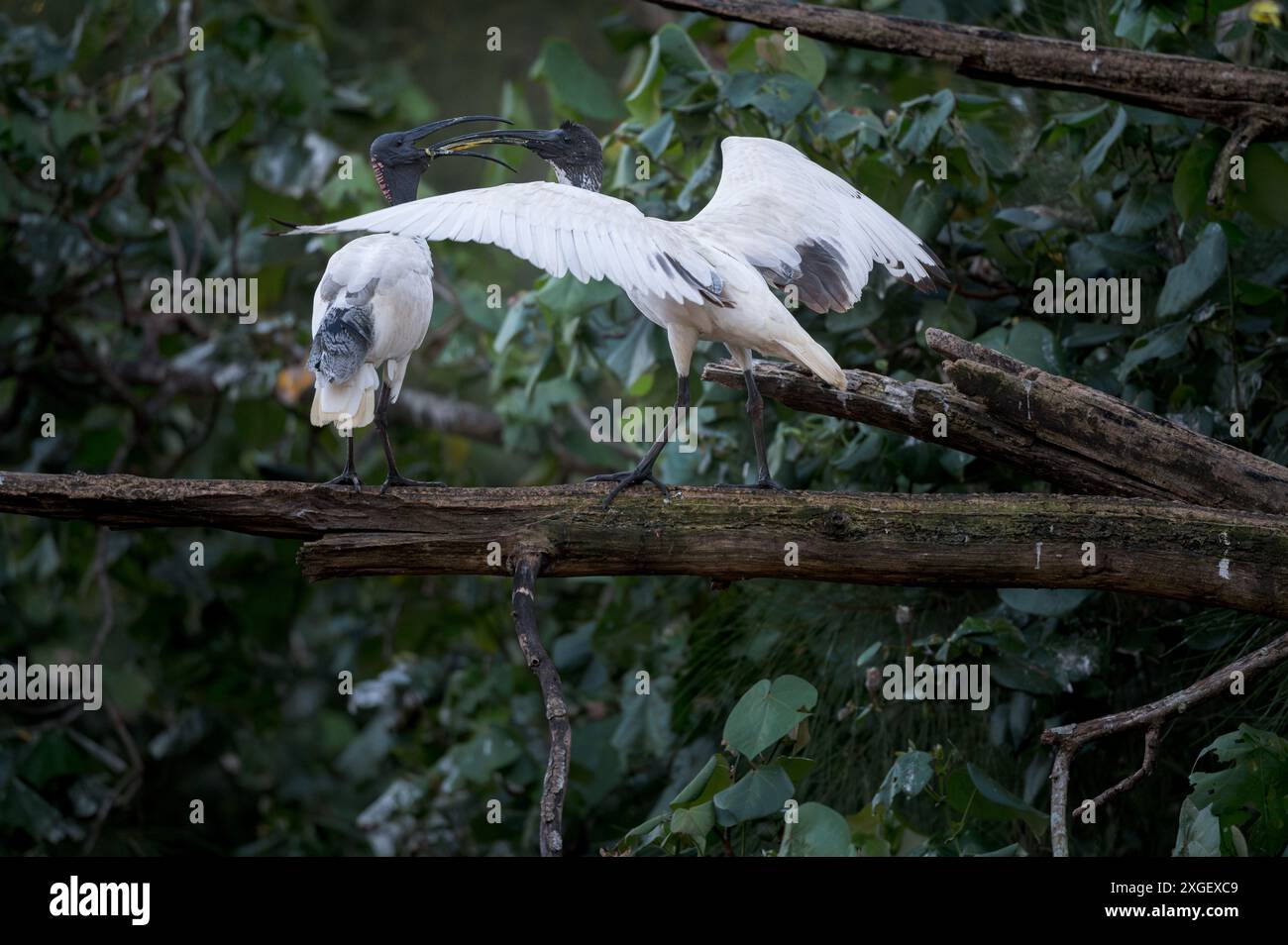 La dernière séance de nourrissage d'un Ibis Blanc juvénile et de sa mère avant de s'installer pour se percher pour la soirée. Banque D'Images