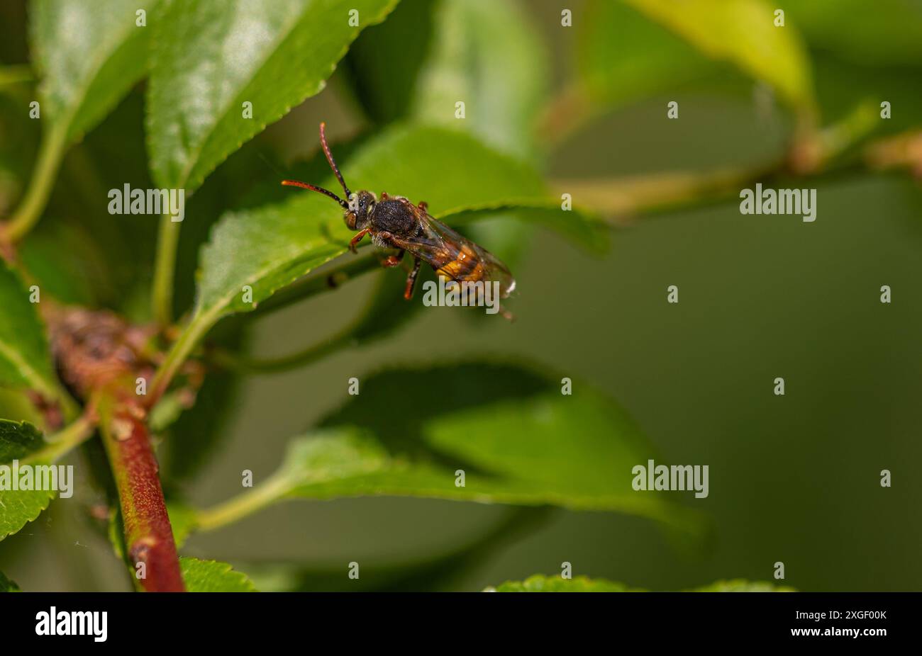 Guêpe Nomada Banque D'Images
