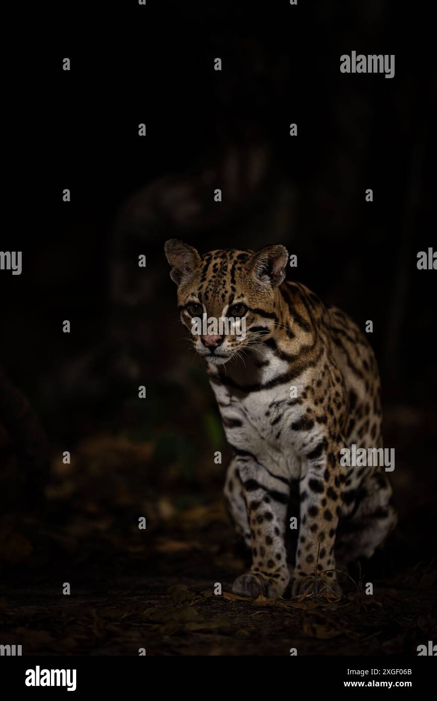 Chat ocelot du Brésil Banque D'Images