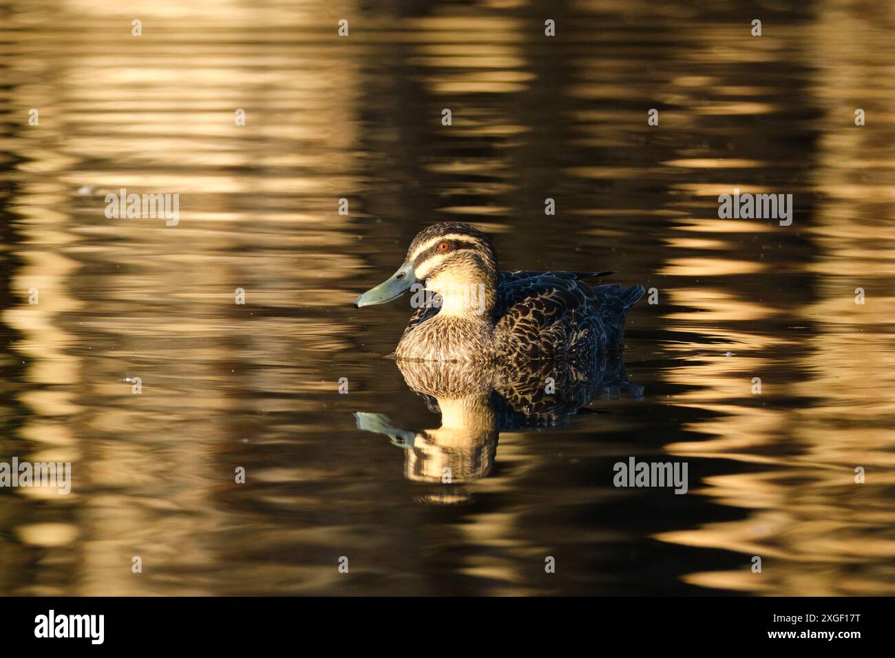 Un canard noir du Pacifique, Anas superciliosa, sur l'eau dans une lumière tamisée et dorée de fin d'après-midi au lac Herdsman, Perth, Australie occidentale. Banque D'Images