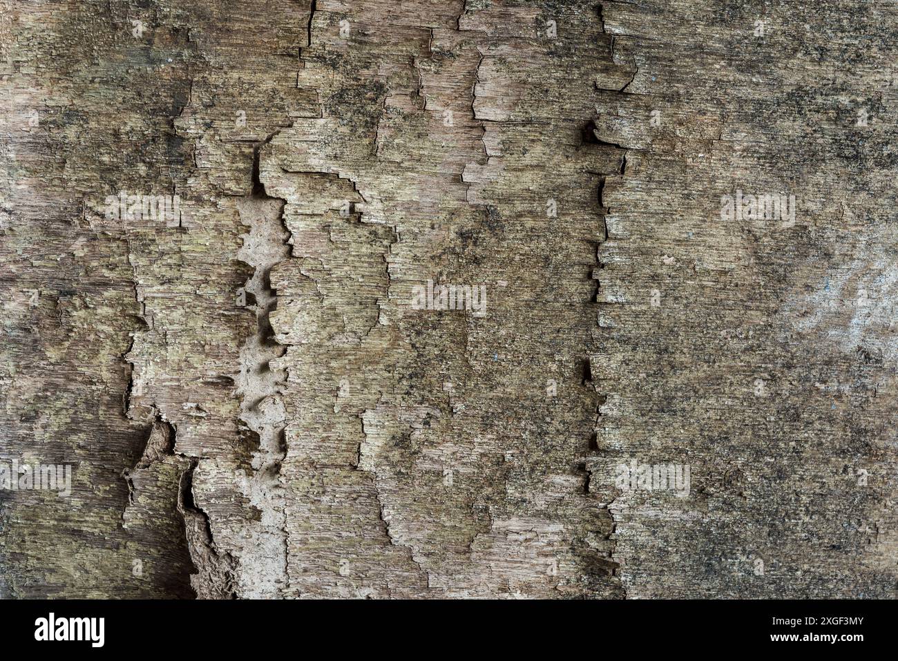 Gros plan sur la texture de placage de bois fissuré moisi Banque D'Images
