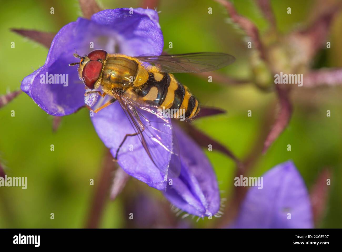 Photographie macro d'une mouche aérienne (Syrphus torvus) buvant sur une fleur de clocher (Campanula poscharskyana), Bade-Wuerttemberg, Allemagne Banque D'Images