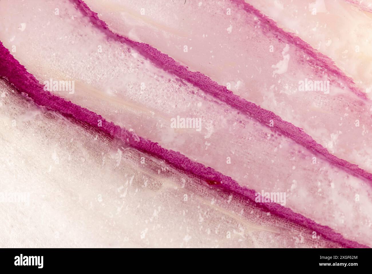 Gros plan d'un oignon commun (Allium cepa) dans des tons de rose et de blanc, avec une structure clairement visible Banque D'Images