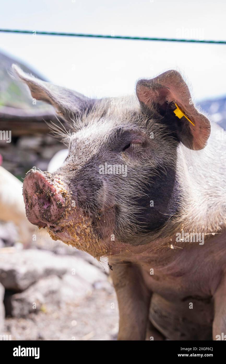 Gros plan d'un cochon avec un museau sale dans un paysage montagneux, Klein Tibet, Zillertal, Autriche Banque D'Images
