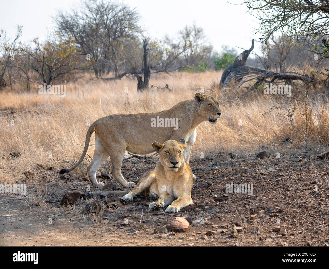 Lion (Panthera leo), deux femelles adultes, couchées et debout, savane africaine, parc national Kruger, Afrique du Sud Banque D'Images