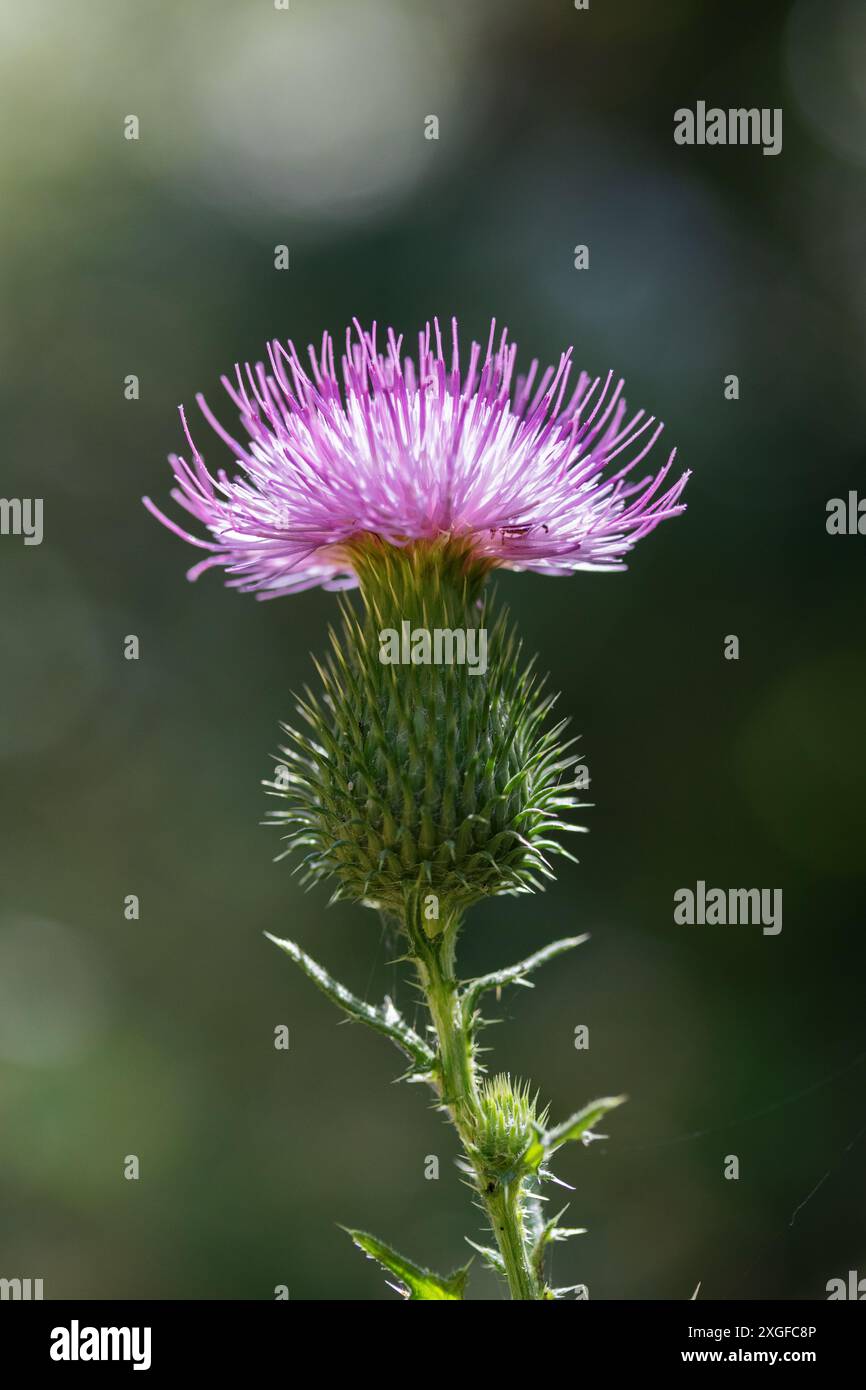Fleur de chardon sauvage fleurissant dans la prairie naturelle Banque D'Images