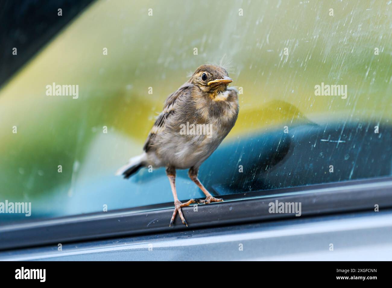 Un petit oiseau étourdissant repose sur la fenêtre d'une voiture garée, mise au point sélective Banque D'Images