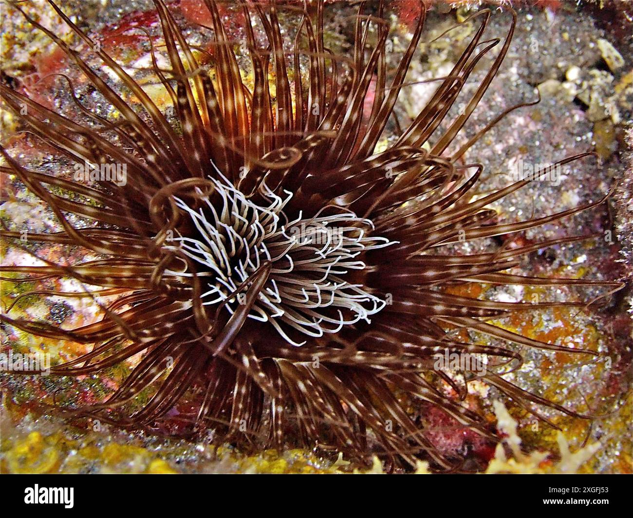 Rose cylindrique colorée (Cerianthus membranaceus) avec de longs tentacules sur un récif. Site de plongée Malpique, la Palma, Îles Canaries, Espagne, Océan Atlantique Banque D'Images