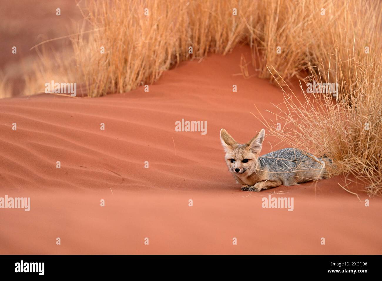 Renard à oreilles de chauve-souris (Otocyon megalotis), allongé dans le sable rouge, désert de Namib-Naukluft, Namibie Banque D'Images