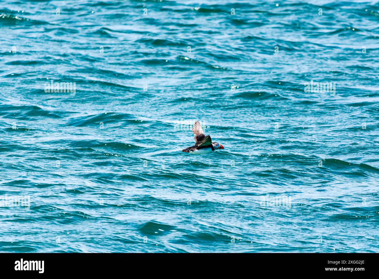 Un macareux de l'Atlantique (Fratercula arctica) survolant la mer en direction des îles Farne dans le Northumberland, Royaume-Uni. Banque D'Images
