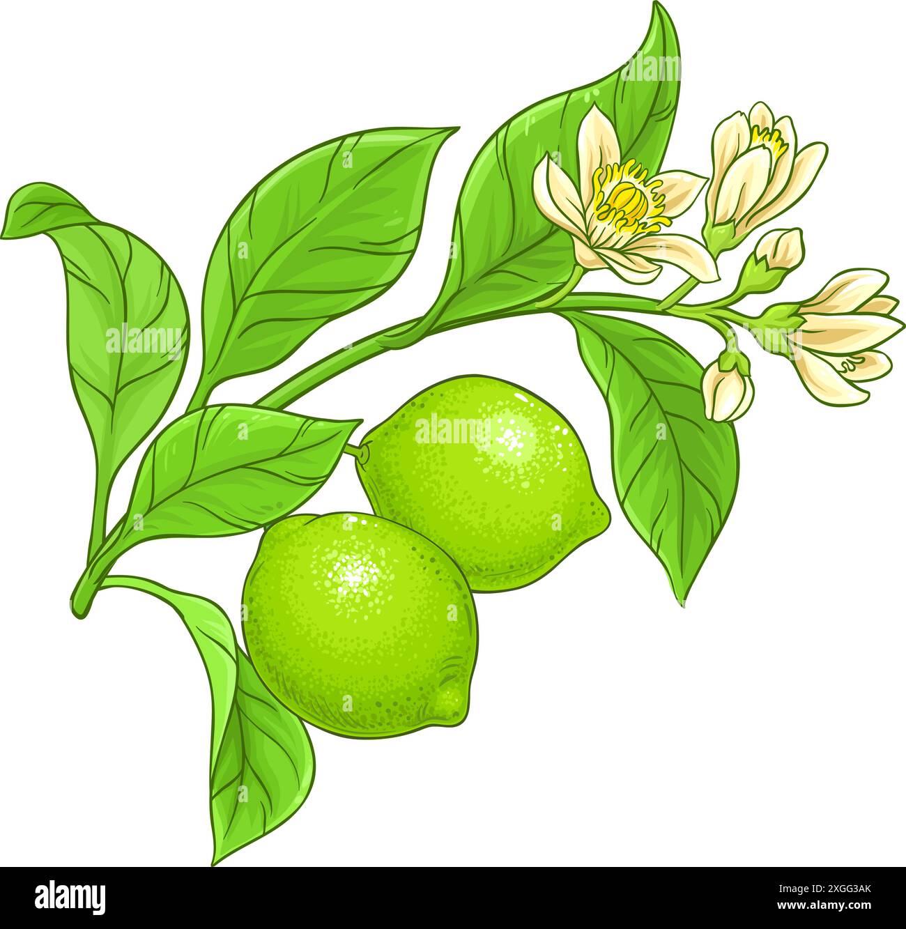 Illustration détaillée colorée de branche de chaux. Illustration de Vecteur