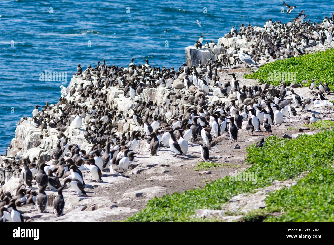 Des troupeaux d'oiseaux de mer se rassemblent sur les rochers de l'île Farne, Northumberland, Royaume-Uni Banque D'Images