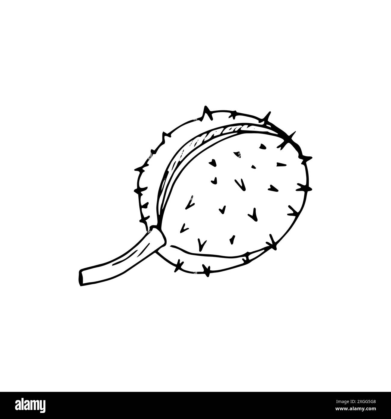 Châtaigne tirée à la main. Illustration vectorielle botanique sur blanc. Aesculus hippocastanum, conker Illustration de Vecteur