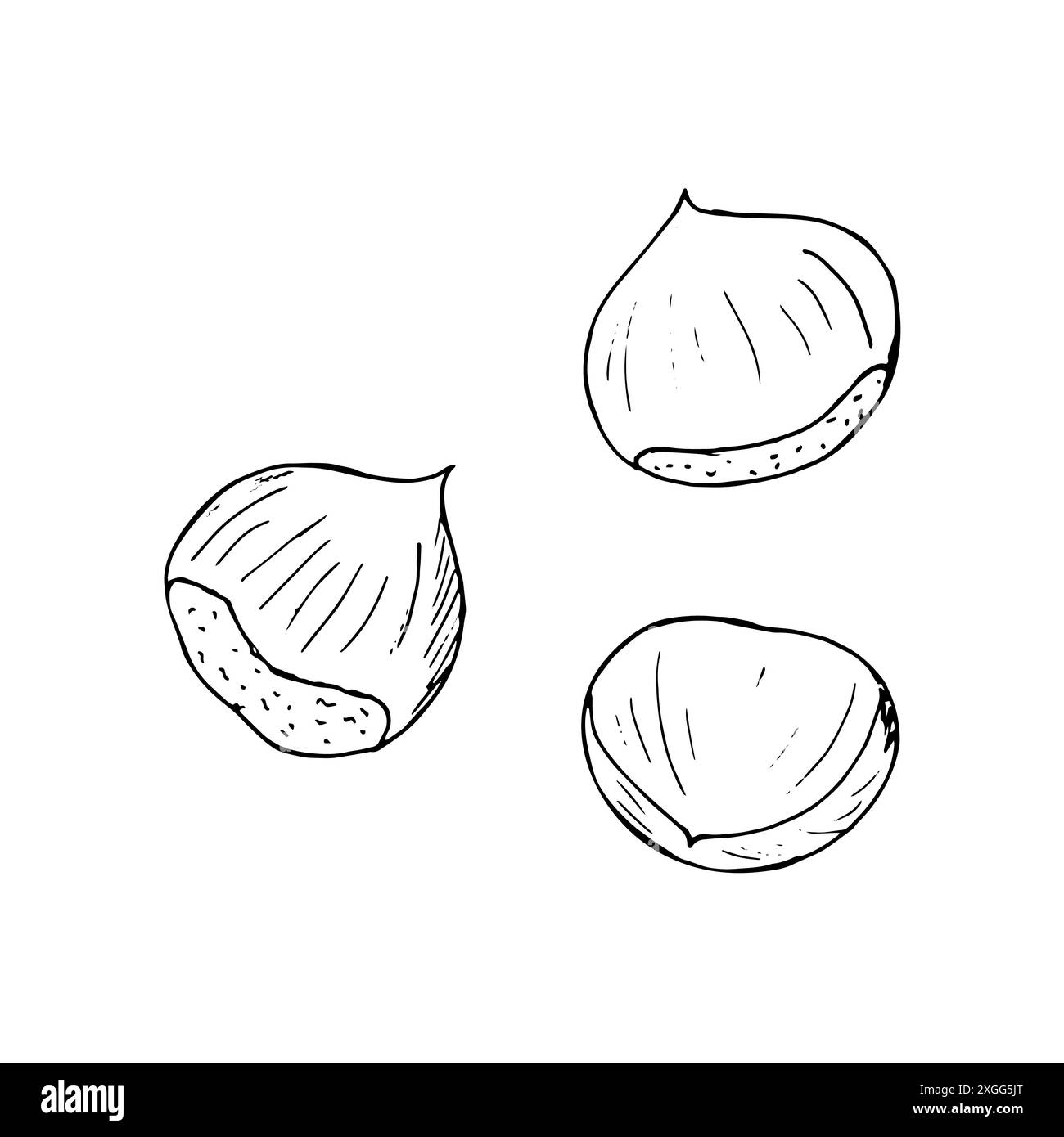 Noix mûres de châtaignier. Graines de conifères du châtaignier. Illustration isolée dessinée à la main Illustration de Vecteur