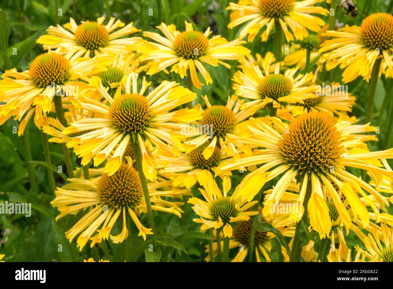 Pourpre coneflower Echinacea purpurea 'Sunny Yellow passion' Echinaceas Coneflowers cônes Hardy Flowerheads plantes de jardin plantes vivaces fleurs herbacées Banque D'Images