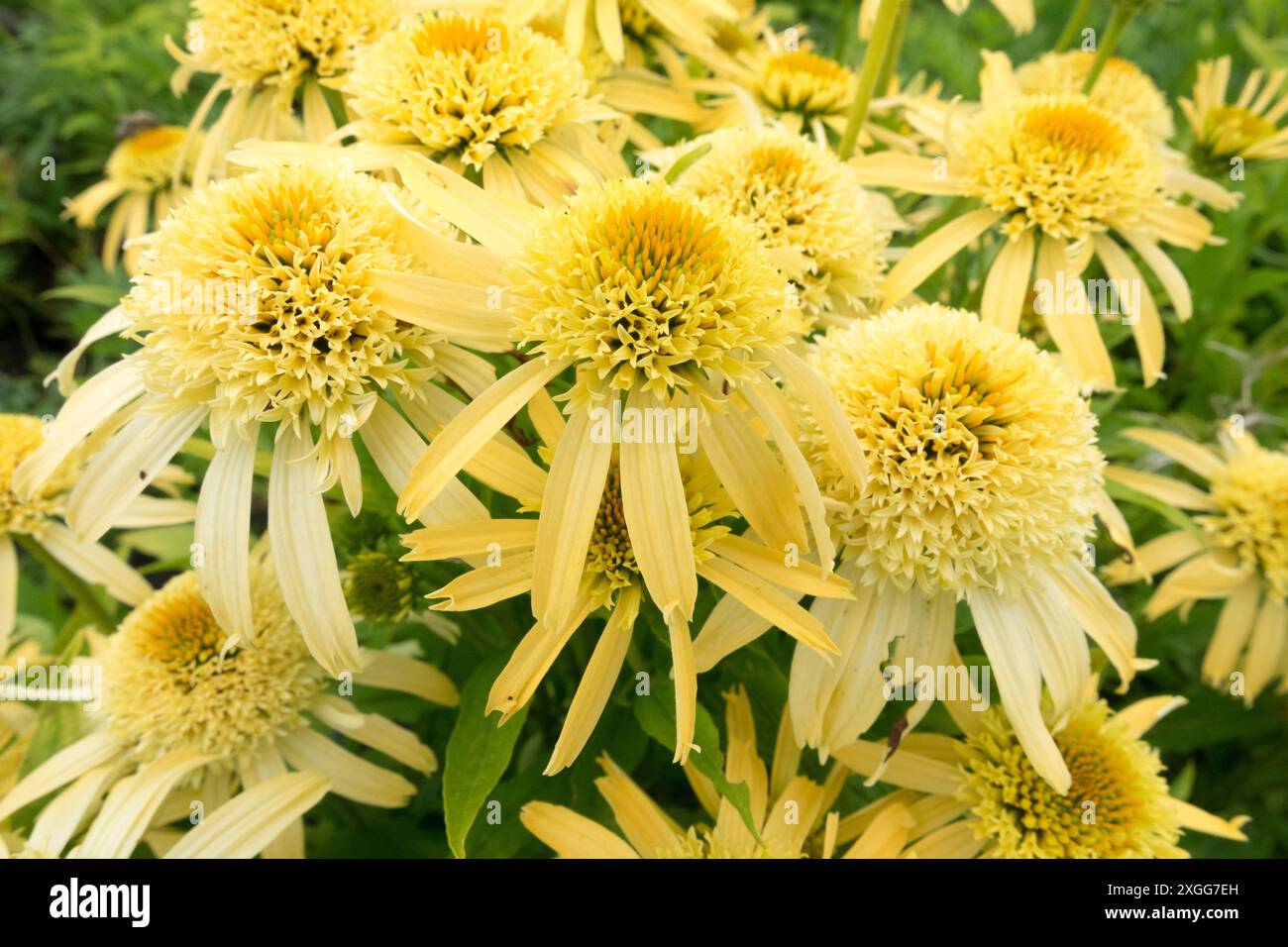 Echinacea purpurea 'Papallo semi double Peach' beaux cônes vifs affichage échinacées Banque D'Images