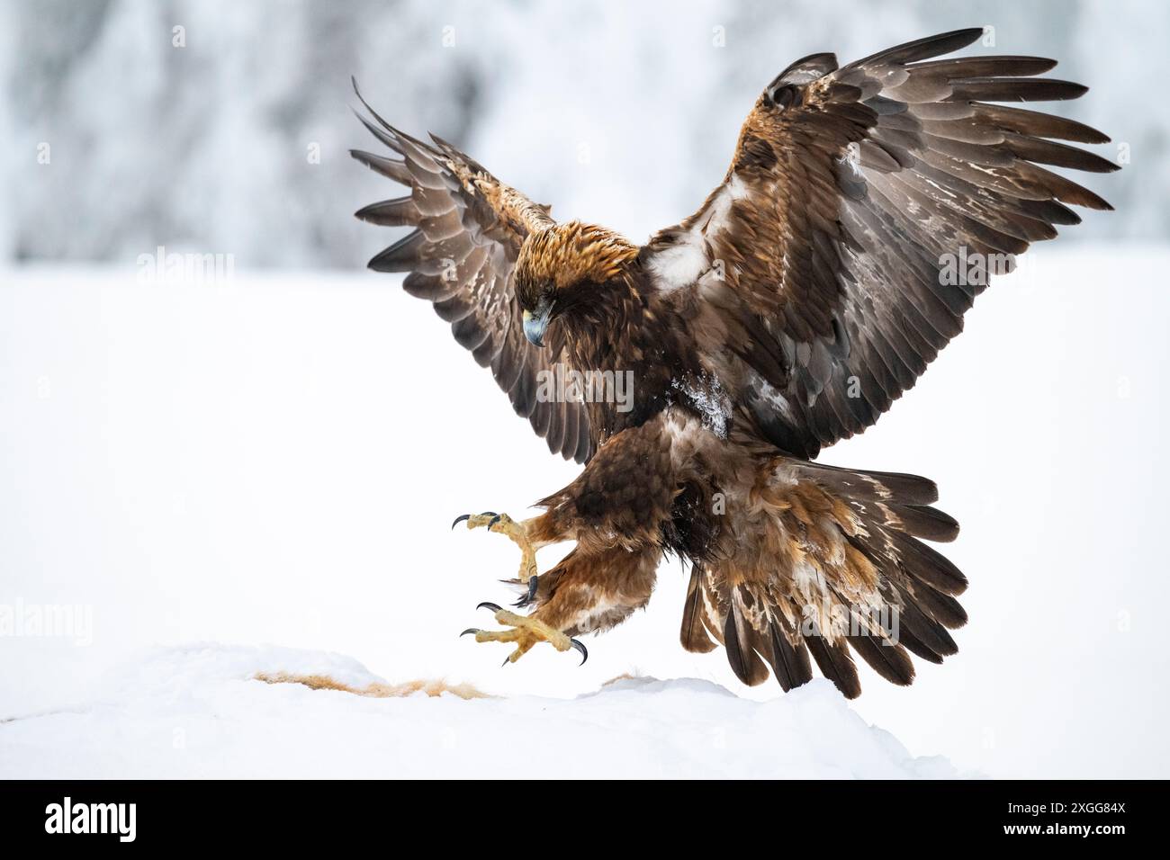 Aigle doré (Aquila chrysaetos) débarquant sur carcasse, Finlande, Europe Banque D'Images