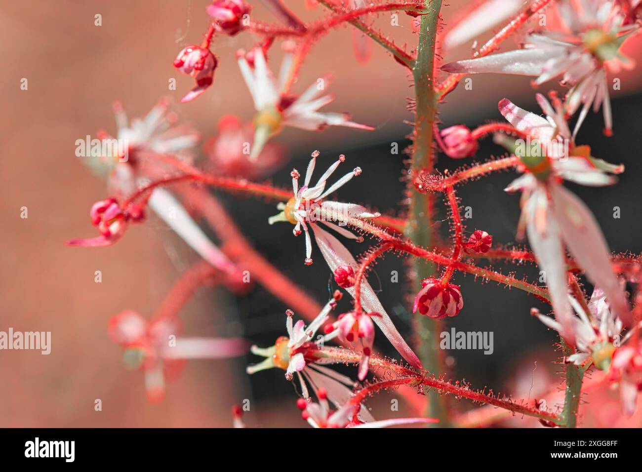 Gros plan d'une plante avec de petites fleurs rouges et blanches et des tiges poilues, Royaume-Uni, Europe Banque D'Images