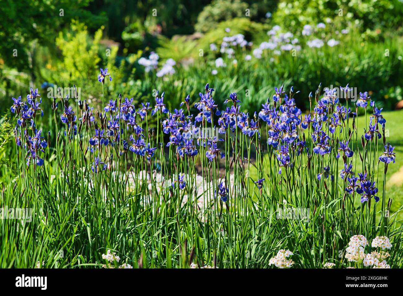 Une scène de jardin dynamique avec de grands iris violets en pleine floraison, entouré de feuillage vert luxuriant et d'autres plantes à fleurs, créant un cadre serein et serein Banque D'Images