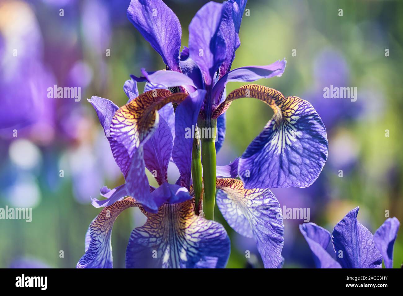 Gros plan d'une fleur d'iris violette vibrante avec des motifs complexes sur ses pétales, sur fond vert flou, Royaume-Uni, Europe Banque D'Images