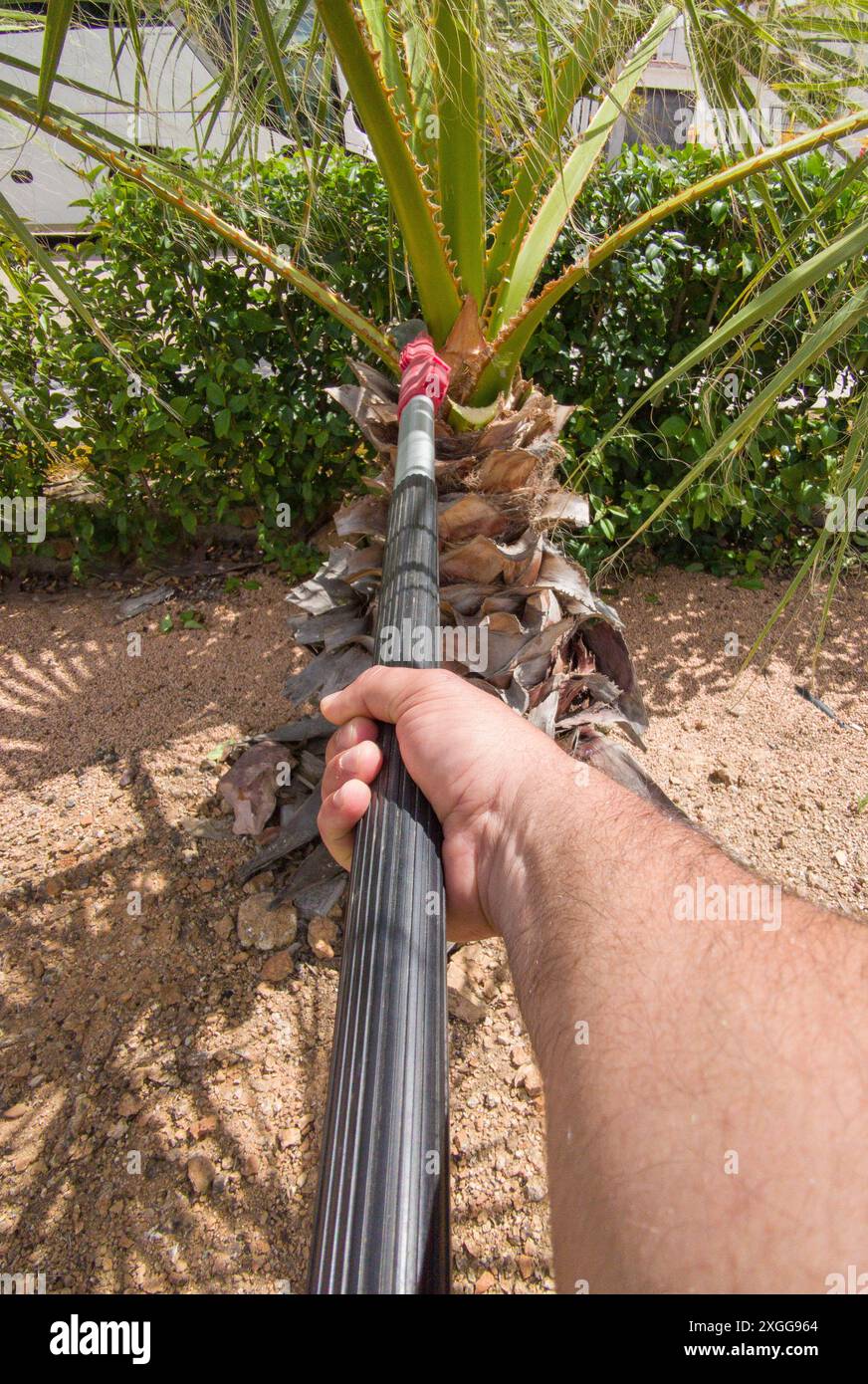 Taille de palmier avec scie à main à perche extensible. Taille dans les activités de jardinage en hauteur Banque D'Images