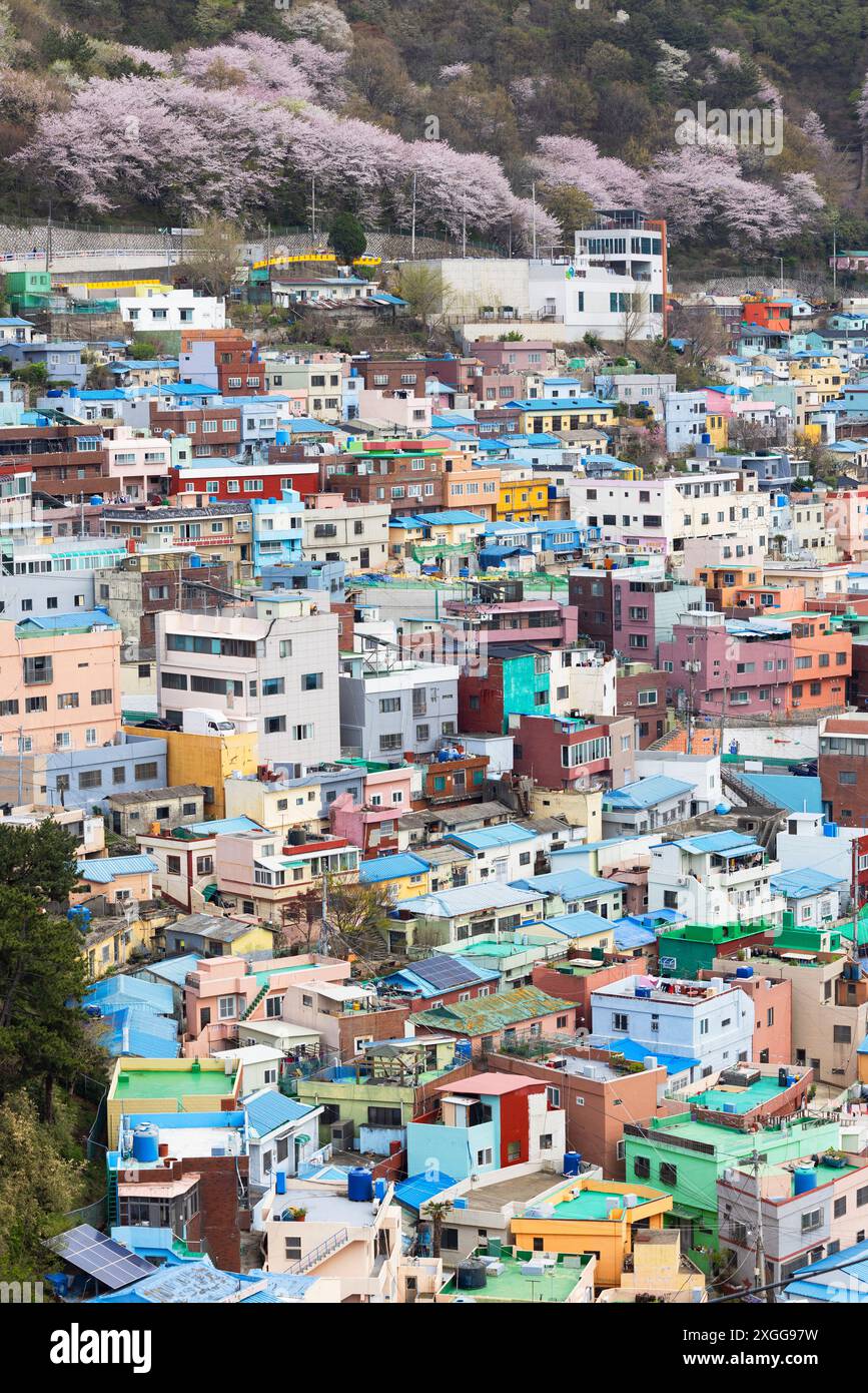 Maisons colorées de Gamcheon culture Village, Busan, Corée du Sud, Asie Banque D'Images